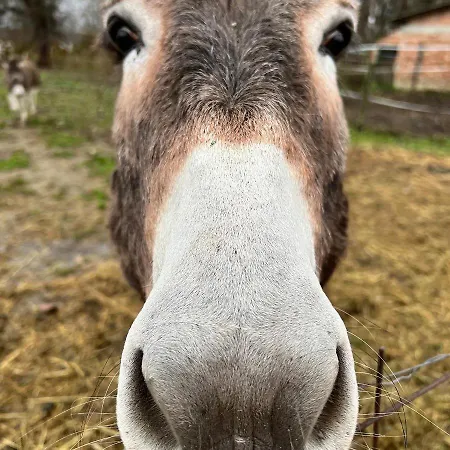 Aracsa Farm és Kis Balaton és Termál Fürdők Apartamento Egeraracsa