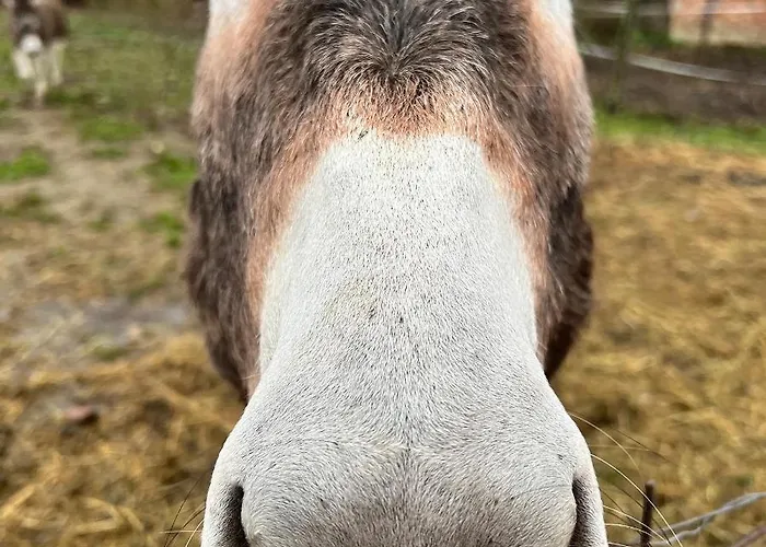 Aracsa Farm Es Vendeghaz Kis Balaton Es Termal Fuerdok Lejlighed Egeraracsa